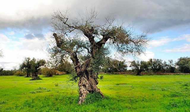 Gli ulivi colpiti da un batterio californiano:  giallo in Salento