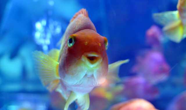 Sano come un pesce? Macch�, loro si ammalano e c'� pure chi li cura