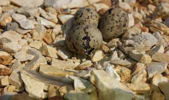 Molfetta, nidi di fraticello nel porto: ecco come � avvenuto il salvataggio