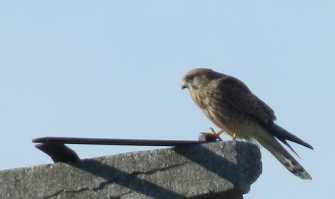 La ''citt� giungla'': gli uccelli selvatici stanno scappando dalle campagne