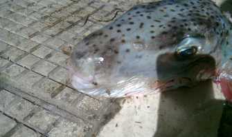 Catturato anche a Bari il pesce palla maculato: attenzione, � velenoso