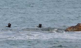 Bari, sul lungomare ospiti inediti e portafortuna: i cormorani