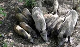 Parco dell'Alta Murgia, troppi cinghiali: �Si va verso l�abbattimento selettivo�