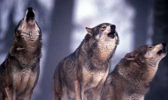 Alta Murgia, tracce e avvistamenti: i lupi sono tornati in Puglia