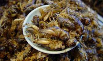 Formiche al cioccolato, grilli al curry, gin di lombrichi: c'� un negozio per palati ''coraggiosi''