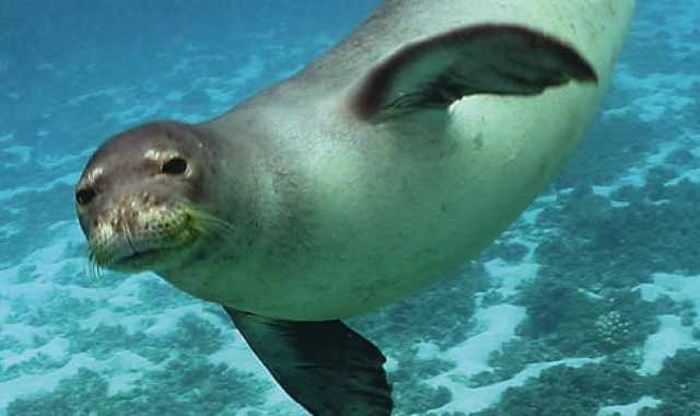 Salento, dopo 30 anni avvistata una foca monaca: Rischia l'estinzione