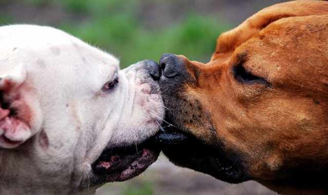 Animali e accoppiamento, ma esiste l'omosessualità tra i cani?  