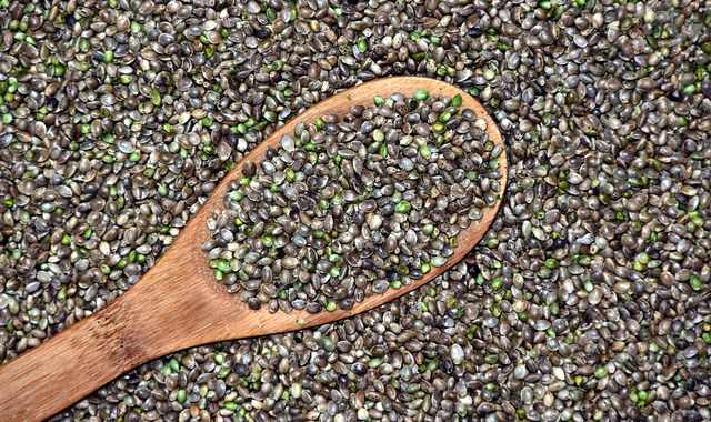 Cosa dice la legge in Italia sui semi di Marjiuana