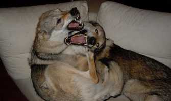 Allevare in casa i cani lupo: �Per loro un chilo di carne cruda al giorno�