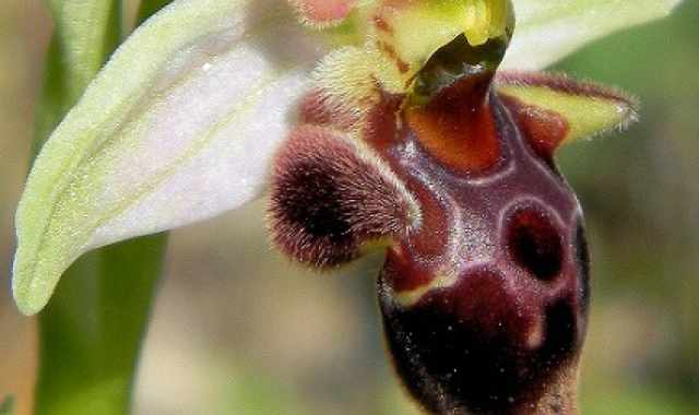 Gargano terra di fiori: scoperta una nuova orchidea, l'Ophrys Mattinatae