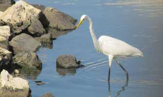 Falchi, aironi e cormorani: Marisabella, piccola oasi sul lungomare