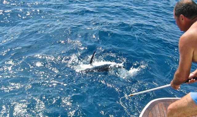 A Mola il campionato italiano di traina daltura. La preda: il tonno alalunga 