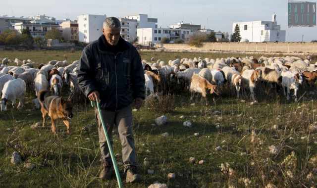 A Bari e dintorni ne sono rimasti otto: alla scoperta degli ultimi coraggiosi pastori