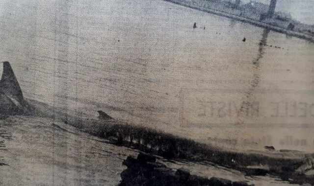 Bari, maggio 1964: due balene si arenano nel porto. Verranno uccise con il tritolo