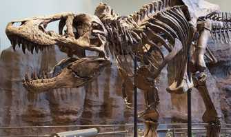 Sulle orme dei dinosauri, quando in Puglia c'erano gli uccelli con i denti