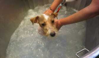 I cani di oggi, tra vestitini alla moda, slip da mare e percorsi benessere