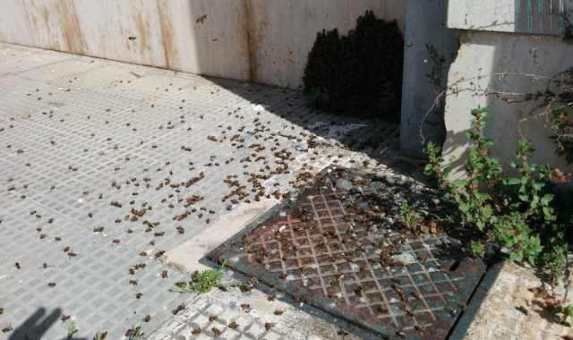 Bari, avvelenate centinaia di preziose api nellistituto Di Cagno Abbrescia
