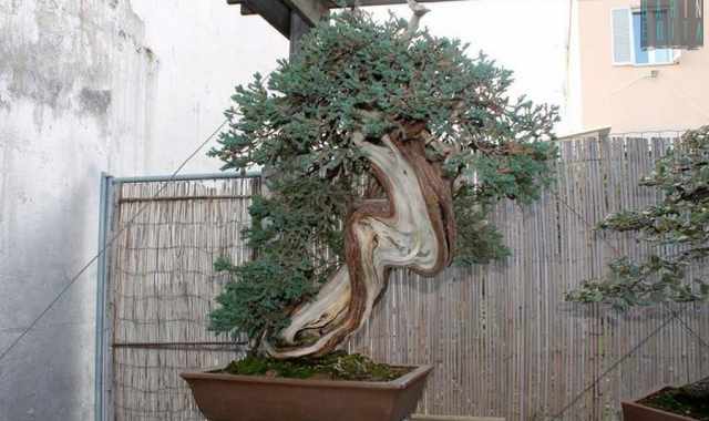 Piccoli, antichi e preziosi: i bonsai. A Bari una scuola insegna come curarli