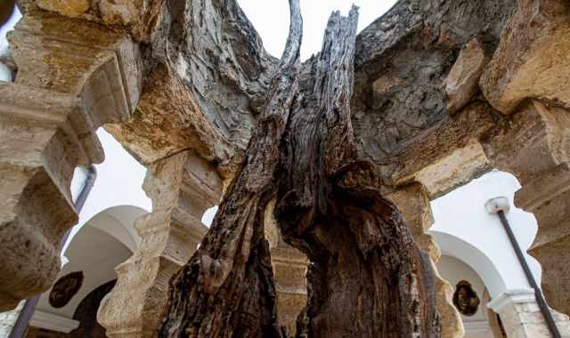 Bitetto, dita trafugate e alberi miracolosi: la storia del Beato Giacomo e del suo santuario