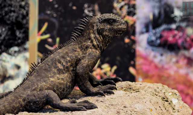 Animali, motori e chiacchierate con gli astronauti:  la Cittadella della scienza di Bari