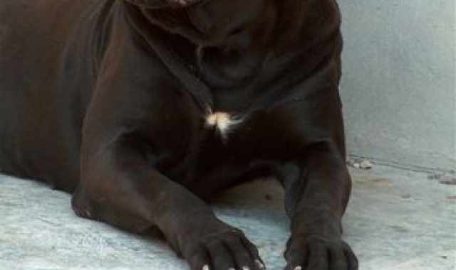 Dal Corso al Lottatore brindisino: tutte le razze di cani ''made in Puglia''