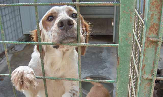 Casa grande, reddito alto, motivazioni giuste: difficile adottare un cane
