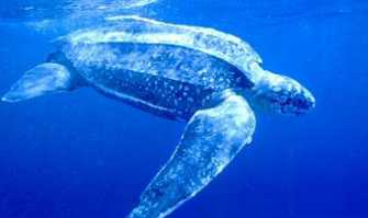 Bari, c'� un ''mostro marino'' nelle acque del porto: parola di pescatori