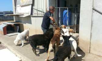 La storia del signor Franco: da solo accudisce pi� di 100 cani