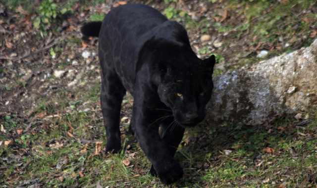 Pantera nera a Bari, l'esperto:  nata in cattivit, il suo comportamento  imprevedibile