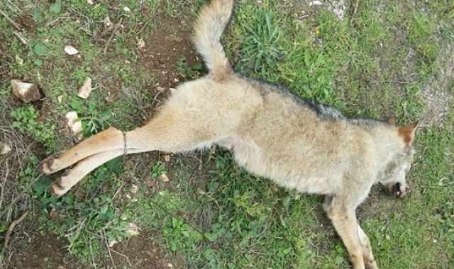 Cinque lupi trovati morti in Puglia: «Gli allevatori difendono le greggi»
