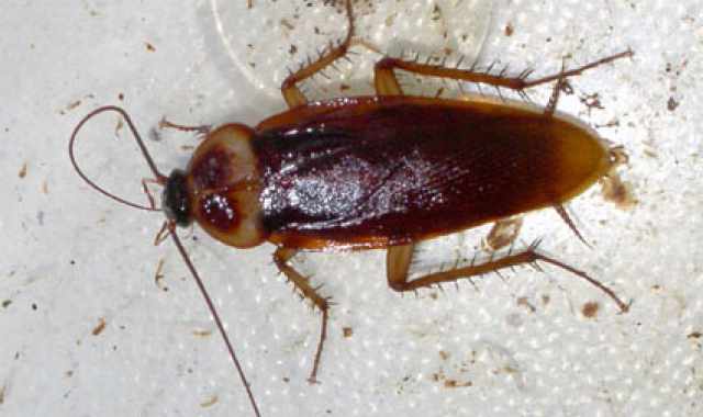 Bari attende l'invasione delle blatte: In alcuni rioni tombini fatti male