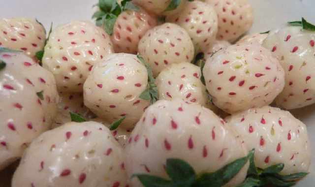 I frutti ibridi? Aprium, grapple e metis. Ma anche il limone � un incrocio