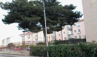 Contro tutto il condominio ferma l'abbattimento di un albero: cosa dice la legge