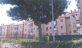 San Paolo, � battaglia per evitare l'abbattimento del pino: interviene anche l'assessore 