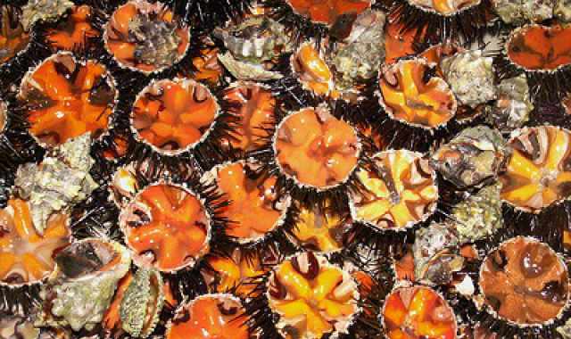 Pesca vietata, inquinamento, mare caldo: addio a ricci, spigole e ombrine