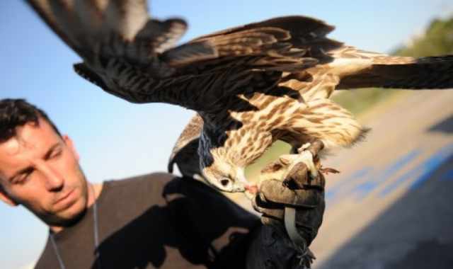 Caccia, spettacoli e sicurezza negli aeroporti: il falco torna protagonista