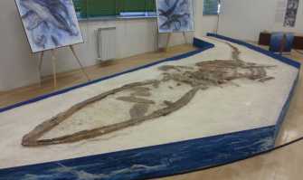 La balenoptera: giace dimenticato il fossile del pi� grande animale barese