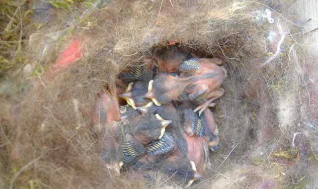 Il birdgardening: giardini, terrazzi e balconi diventano nidi per uccelli