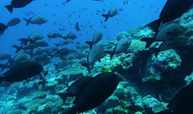 Nuovi animali e surriscaldamento: lAdriatico sempre pi mare tropicale
