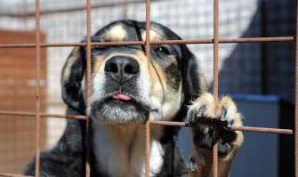 Palo del Colle, il Comune offre 2.100 euro a chi adotta un cane randagio