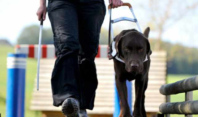 Cani per non vedenti: pochi, prescelti e in prestito. A Bari e provincia solo dieci 