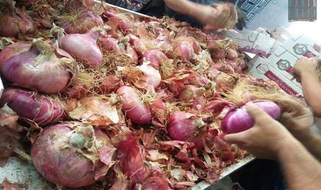 Acquaviva, alla scoperta della cipolla rossa: Inconfondibile, solo lei  cos dolce