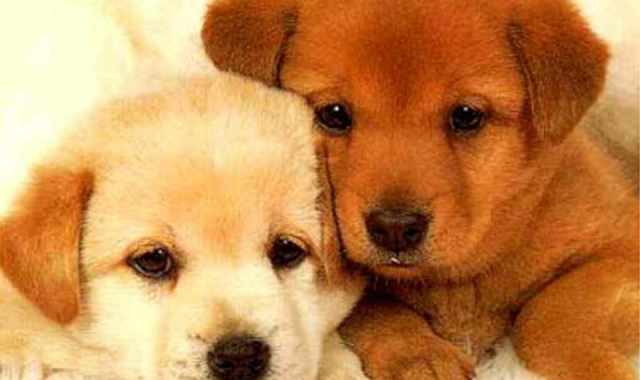 I cani si comprano? C' chi dice no. Parola a padroni e allevatori