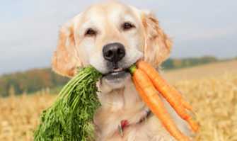 I vegetariani che vietano la carne a cani e gatti. �Si prendessero un coniglio�