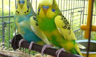 Pappagalli ''in'', criceti ''out'': il mercato dei piccoli animali domestici