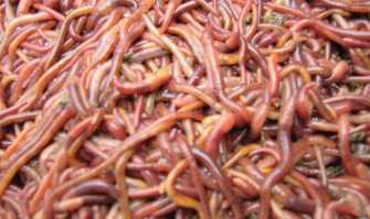 Ad Altamura i lombrichi ''ecologici'': c'� chi li usa per depurare l'acqua