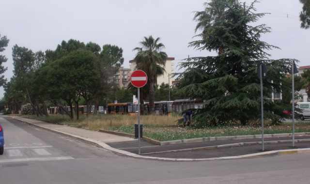 Japigia, stop alla pista ciclabile e nasce il costoso problema dei pini