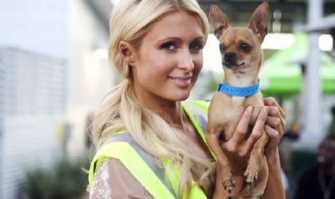 I cani come gli abiti: passano di moda. Che fine hanno fatto yorkshire e husky?