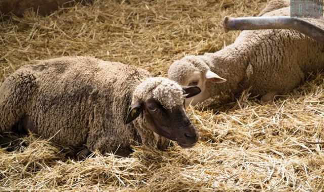  Con "pecore attive" ad Altamura il vello non si butta pi: Ci facciamo lana e borse