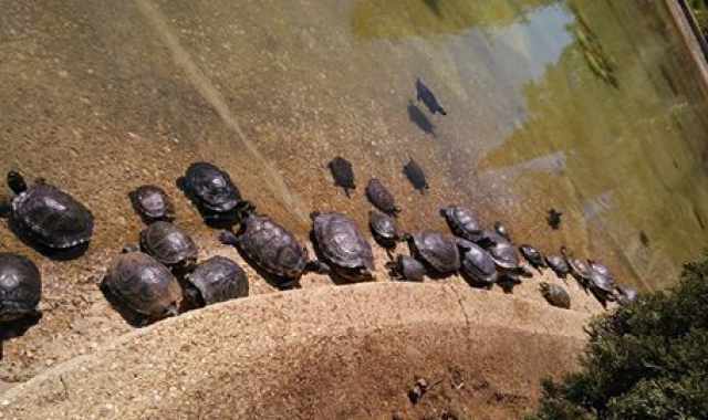 Parco 2 Giugno: Nel lago tartarughe abbandonate diventano cannibali